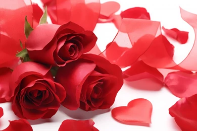 Soft Red Roses, Petals, Ribbon, Heart Widescreen Wallpapers