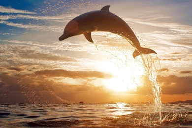 Dolphin Sea Sunset View Wallpapers   DreamLoveWallpapers