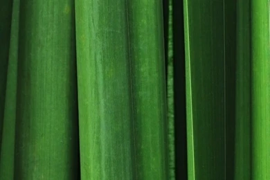 Vertical Green Leafs iPhone 5 Wallpapers / IPod Wallpapers HD   Free ...