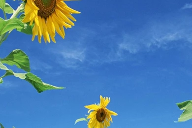 Flower iPhone 6 Wallpapers HD And Flower 6 Plus Wallpapers 1080P