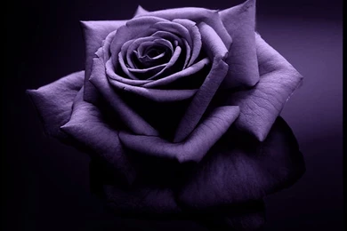 Dark Color Flowers Wallpapers