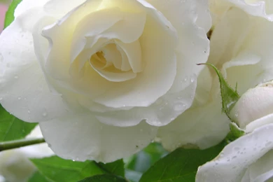 White Rose