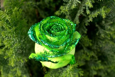 Download Free Rose Wallpapers