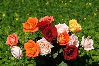 Wallpapers Of Rose   Wallpapers HD Fine