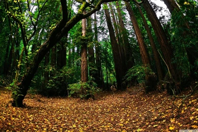 Beautiful Forest, Fisheye Lens HD Desktop Wallpapers : Fullscreen ...