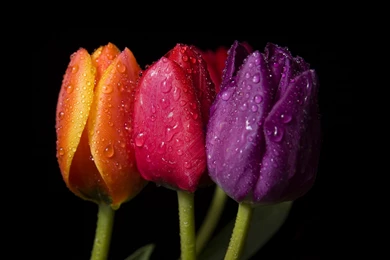 Orange Red Purple Tulips Wallpapers