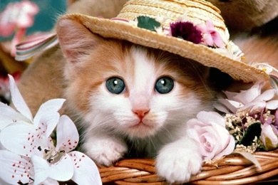 Cutie :)   Kittens Wallpapers (12929047)   Fanpop