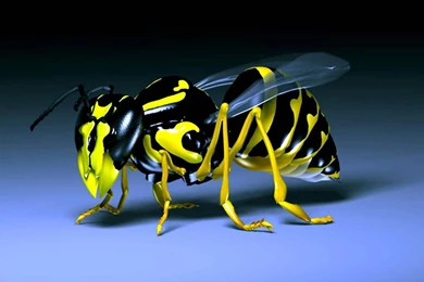 Cool Hd 3d Wallpapers 41 3d Cool Wallpapers