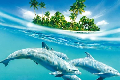 Blue 3d Dolphins Cool Wallpapers Wide 3d