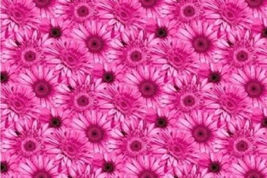 NEW LUXURY DEBONA GERBERA DAISY FLOWER MODERN BRIGHT FLORAL 10M ...