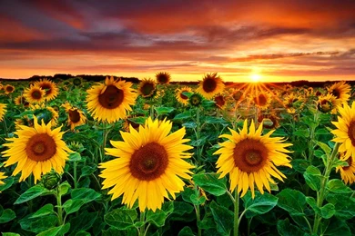 1920x1080 Beautiful Sun Flowers Desktop PC And Mac Wallpapers