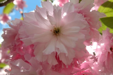 Nature Flowers Wallpapers For Desktop