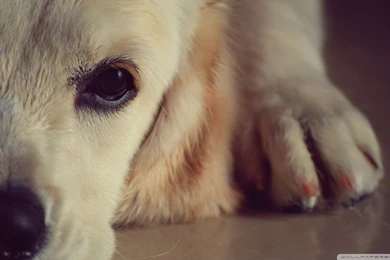 Sadness HD Desktop Wallpapers : Widescreen : High Definition ...