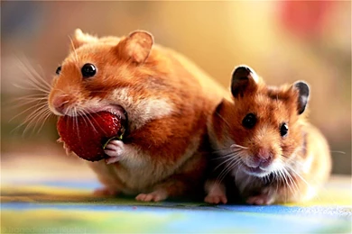 A Selection Of 9 Images Of Hamster In HD Quality