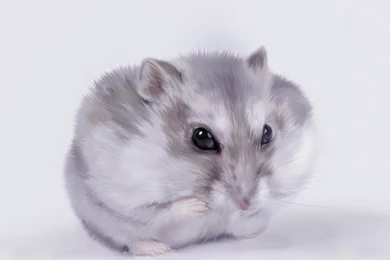 Hamster Wallpapers Hd