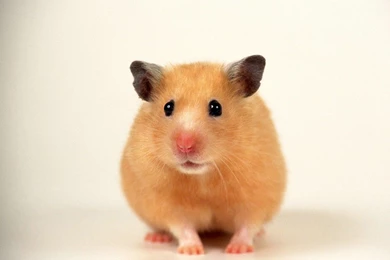 Hamster Wallpapers Lucu