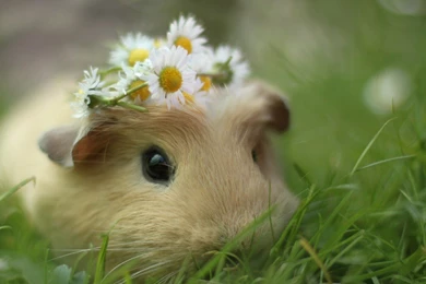 13 Quality Hamster Wallpapers, Animals