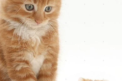 Hamster Wallpapers Android Apps On Google Play