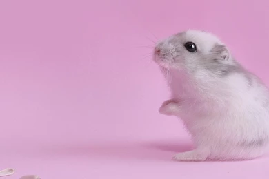 Hamster, 1920x1080 HD Wallpapers And FREE Stock Photo