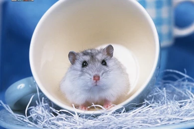 Loveable Little Creatures : Little Hamster Wallpapers 1024x768 NO ...