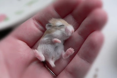 Wallpapers Baby Hamster In Hand HD Wallpapers