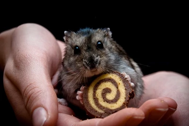 Hamster Wallpapers Hd