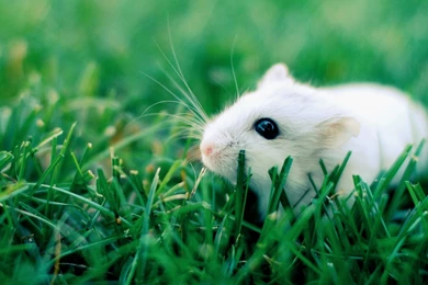 Wallpaper: Hamster, Grass, Crawling, Rodent, Cute Wallpapers
