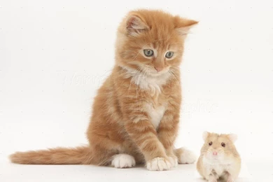 Hamster Wallpapers HD Download