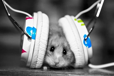 Hamsters Listen Music With Headphones Wallpapers HD / Desktop And ...