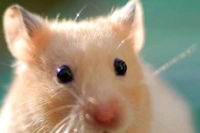 iPhone 6 Hamster Wallpapers HD, Desktop Backgrounds 750x1334