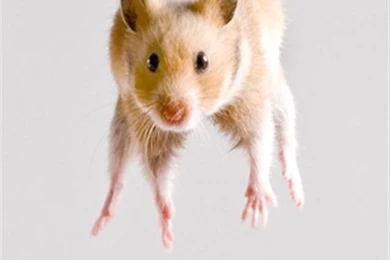 Hamster Jump Animal iPhone Wallpapers, iPhone 5(s)/4(s)/3G Wallpapers