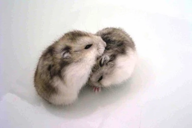 I Think This Is Two Campbell Hamsters... Such Adorable Cuddling ...