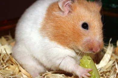 Hamster Facts