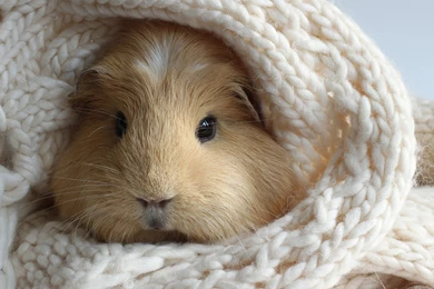 Funny Hamster Wallpapers And Images   Wallpapers, Pictures, Photos