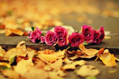 55+ Most Trendy Pretty Wallpapers HD   Over The Top Mag