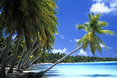 Wallpapers Ocean, Beach, Palm, Tahiti, Leaning Palm Tree, Tahiti.