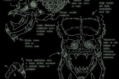 Yautja   Predator Skull Study By MacroRaptor On DeviantArt