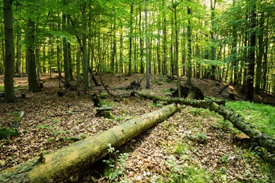 Nature wallpapers1.jpg