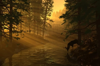 Desktop Wallpapers Forest