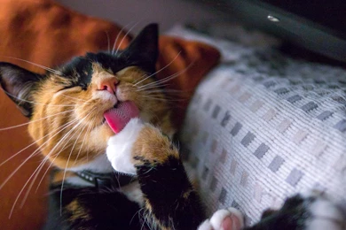 Hd Cat Wallpapers, Kitten Images, Free Cat Images, Claw, Hairy ...