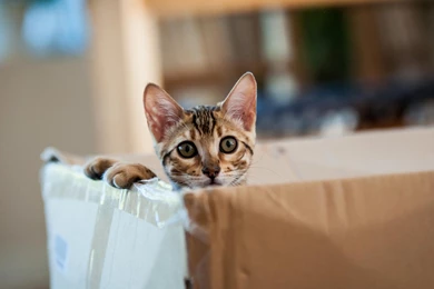 Hd Cat Wallpapers, Kitten Images, Free Cat Images, Hairy, Pets ...