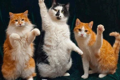 Hd Cat Wallpapers, Free Cat Images, Claw, Hairy, Animals, Animal ...