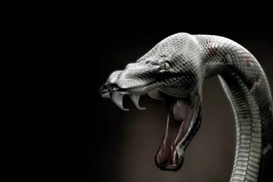 ROM] [TeaM VenuM] ヅ AnaKonda Rom V1…