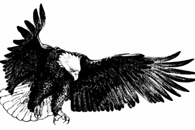 Polish ZOO Pelican – Animals Birds HD Desktop Wallpapers