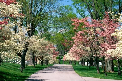 Free App][Spring Live Wallpaper], Get This Spring Live Wallpapers ...