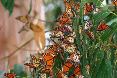 Picture Wallpapers Free: Spring Pictures Wallpapers