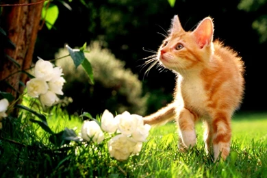 Animal Wallpapers Desktop