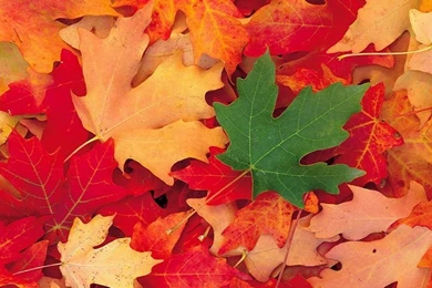 Images > Fall Leaves > 3, FALL LEAVES BACKGROUNDS FALL LAVES HD ...