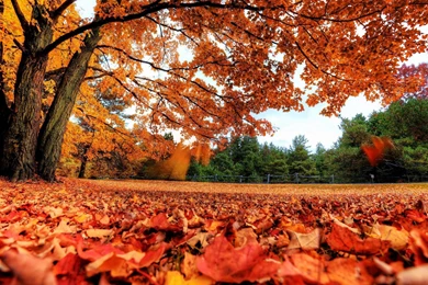 Autumn Leaves Backgrounds   Wallpapers Cave