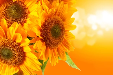 HD Backgrounds 9413 Popular Awesome Attachment